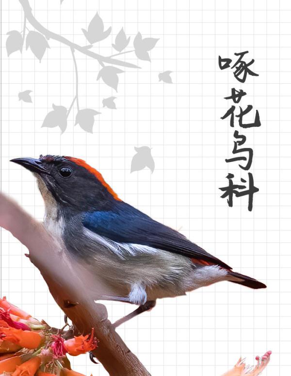 中国“三有”野生动物保护圈里的新朋友 中国“三有”野生动物保护圈里的新朋友