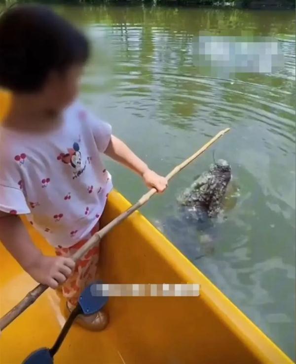 景区内游客带娃坐船喂鳄鱼，还有"人鳄共浴"？多部门回应→