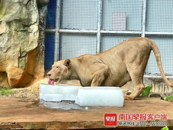 在南宁过夏天，动物们也叹空调、喝凉茶、泡泳池……