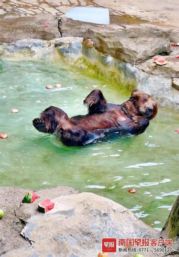 在南宁过夏天，动物们也叹空调、喝凉茶、泡泳池……