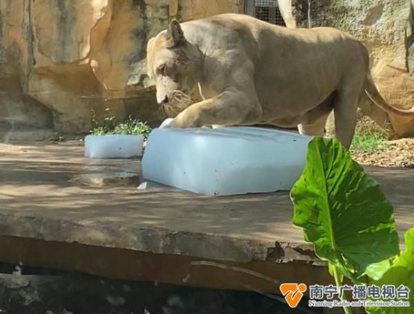躺冰床、啃西瓜......南宁动物园的动物“花式”消暑
