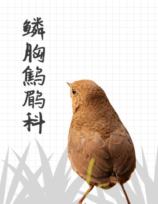 中国“三有”野生动物保护圈里的新朋友 中国“三有”野生动物保护圈里的新朋友