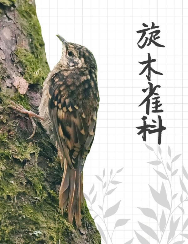 中国“三有”野生动物保护圈里的新朋友 中国“三有”野生动物保护圈里的新朋友