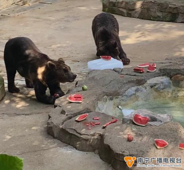 躺冰床、啃西瓜......南宁动物园的动物“花式”消暑
