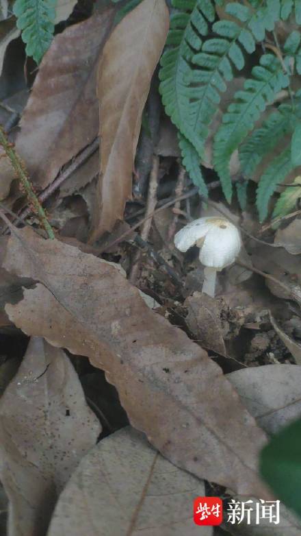 专家称紫金山捡菌多数有毒 专家称紫金山捡菌多数有毒