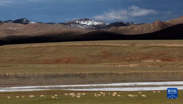 新疆阿尔金山国家级自然保护区藏羚羊进入产羔高峰 新疆阿尔金山国家级自然保护区藏羚羊进入产羔高峰
