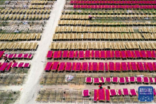 福建永春：晴天晒香忙