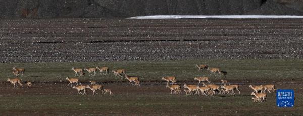 新疆阿尔金山国家级自然保护区藏羚羊进入产羔高峰 新疆阿尔金山国家级自然保护区藏羚羊进入产羔高峰