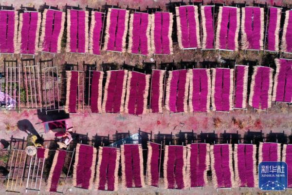 福建永春：晴天晒香忙