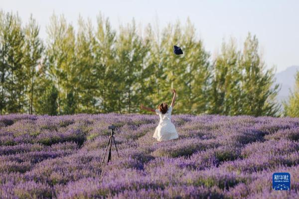 新疆:芬芳薰衣草助农增收 新疆:芬芳薰衣草助农增收