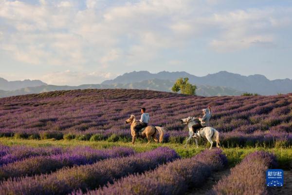 新疆:芬芳薰衣草助农增收 新疆:芬芳薰衣草助农增收