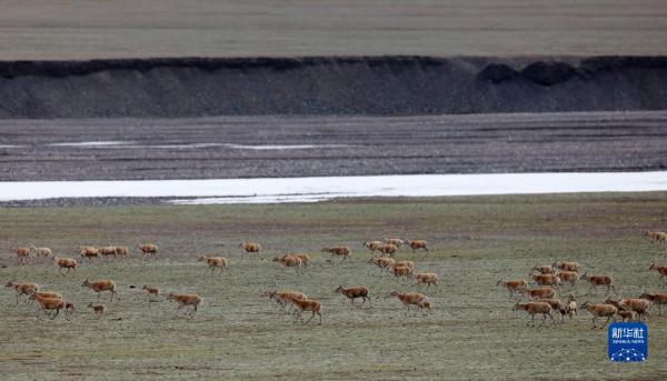 新疆阿尔金山国家级自然保护区藏羚羊进入产羔高峰 新疆阿尔金山国家级自然保护区藏羚羊进入产羔高峰