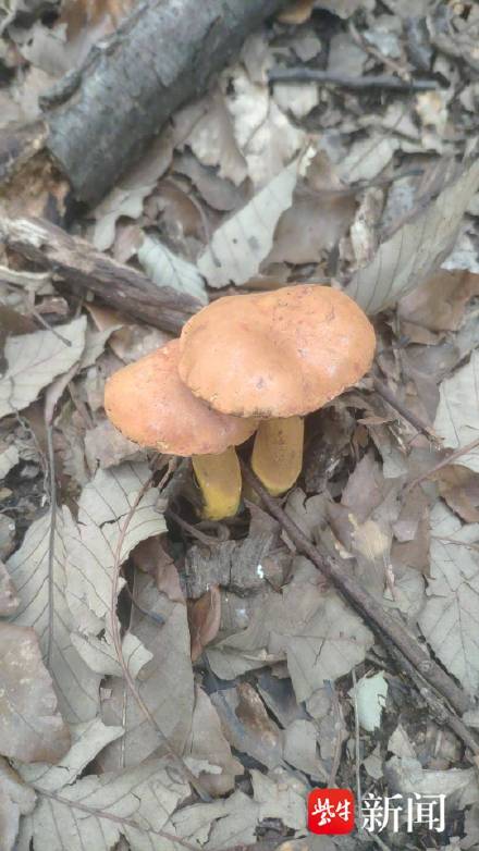 专家称紫金山捡菌多数有毒 专家称紫金山捡菌多数有毒