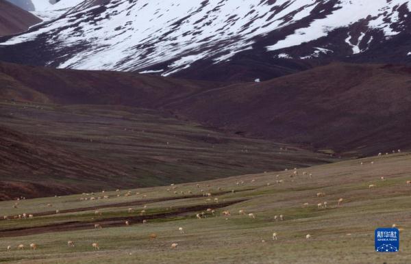 新疆阿尔金山国家级自然保护区藏羚羊进入产羔高峰 新疆阿尔金山国家级自然保护区藏羚羊进入产羔高峰