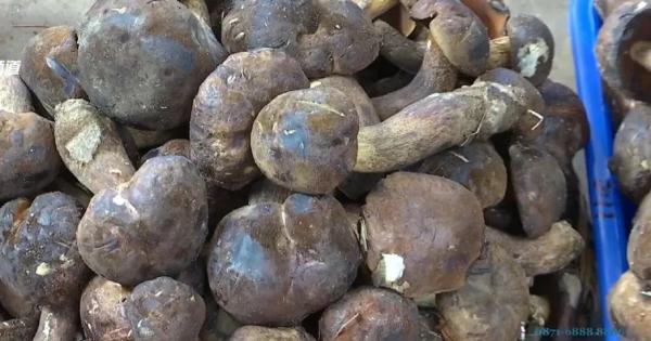 可以吃的牛肝菌有39种！买的时候如何分辨？专家教你这个动作可以救命