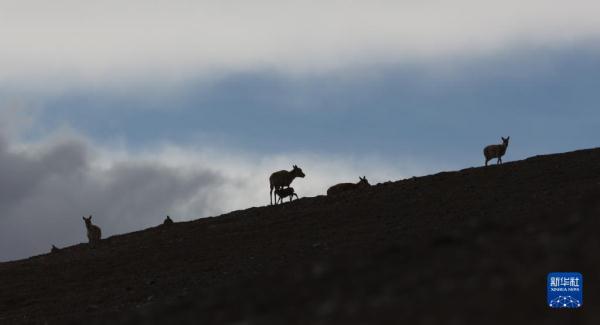 新疆阿尔金山国家级自然保护区藏羚羊进入产羔高峰 新疆阿尔金山国家级自然保护区藏羚羊进入产羔高峰