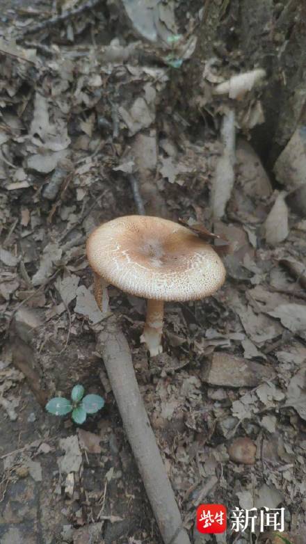 专家称紫金山捡菌多数有毒 专家称紫金山捡菌多数有毒