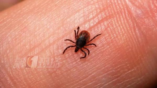 小虫子大麻烦！这种病近期高发，如何做到别来无“恙”？