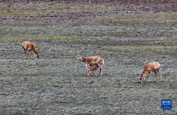 新疆阿尔金山国家级自然保护区藏羚羊进入产羔高峰 新疆阿尔金山国家级自然保护区藏羚羊进入产羔高峰