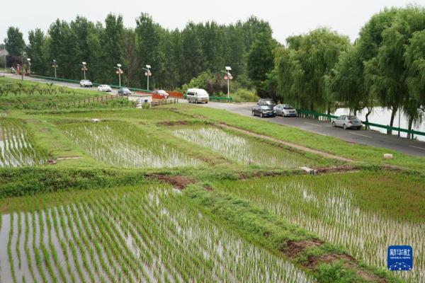 陕西周至:“田园经济”助力乡村振兴 陕西周至:“田园经济”助力乡村振兴