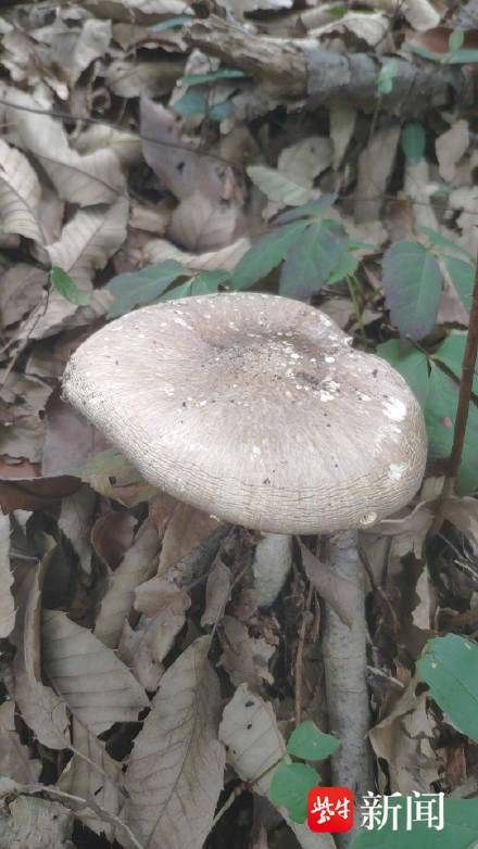 专家称紫金山捡菌多数有毒 专家称紫金山捡菌多数有毒