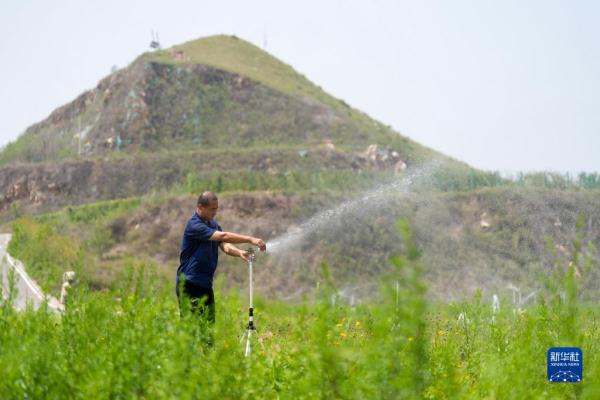 河北古冶：矿山复绿展新颜