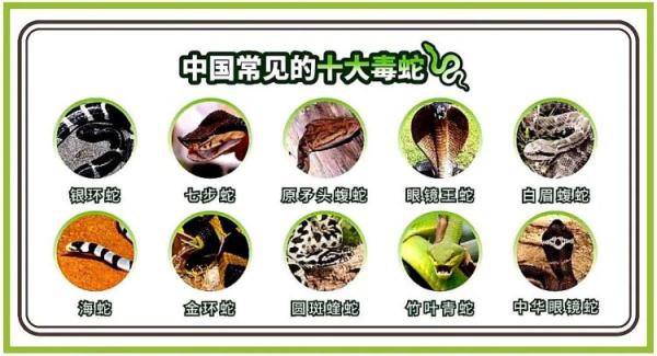 吓人!25斤巨蟒闯入福建一居民家中 吓人!25斤巨蟒闯入福建一居民家中