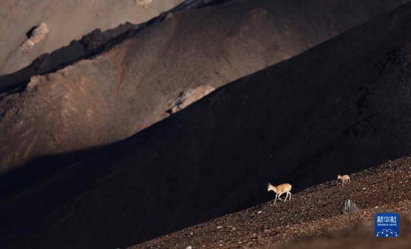 新疆阿尔金山国家级自然保护区藏羚羊进入产羔高峰 新疆阿尔金山国家级自然保护区藏羚羊进入产羔高峰