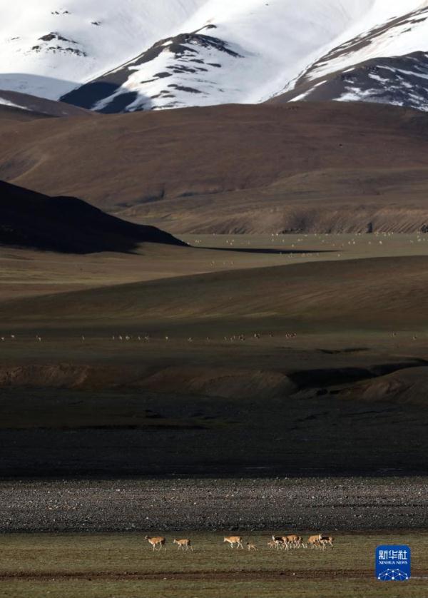 新疆阿尔金山国家级自然保护区藏羚羊进入产羔高峰 新疆阿尔金山国家级自然保护区藏羚羊进入产羔高峰