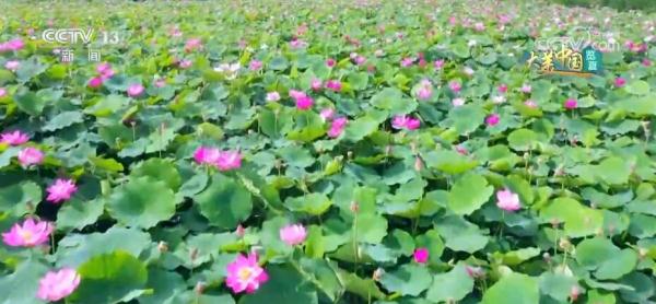 河湖竞秀碧水长流 盛夏美景展新颜