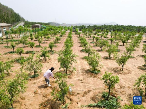 河北古冶：矿山复绿展新颜
