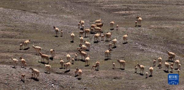新疆阿尔金山国家级自然保护区藏羚羊进入产羔高峰 新疆阿尔金山国家级自然保护区藏羚羊进入产羔高峰