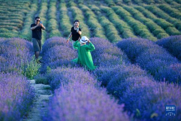 新疆:芬芳薰衣草助农增收 新疆:芬芳薰衣草助农增收