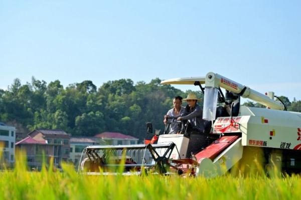 湖南双峰：因地制宜发展再生稻 提高粮食产能
