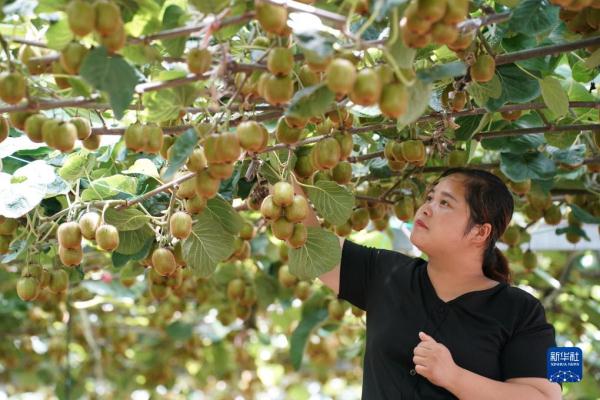 陕西周至:“田园经济”助力乡村振兴 陕西周至:“田园经济”助力乡村振兴