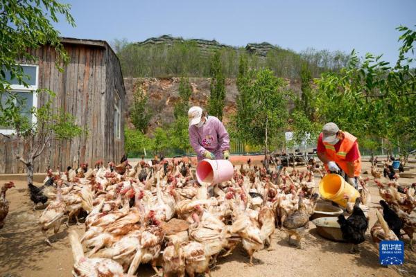 河北古冶：矿山复绿展新颜