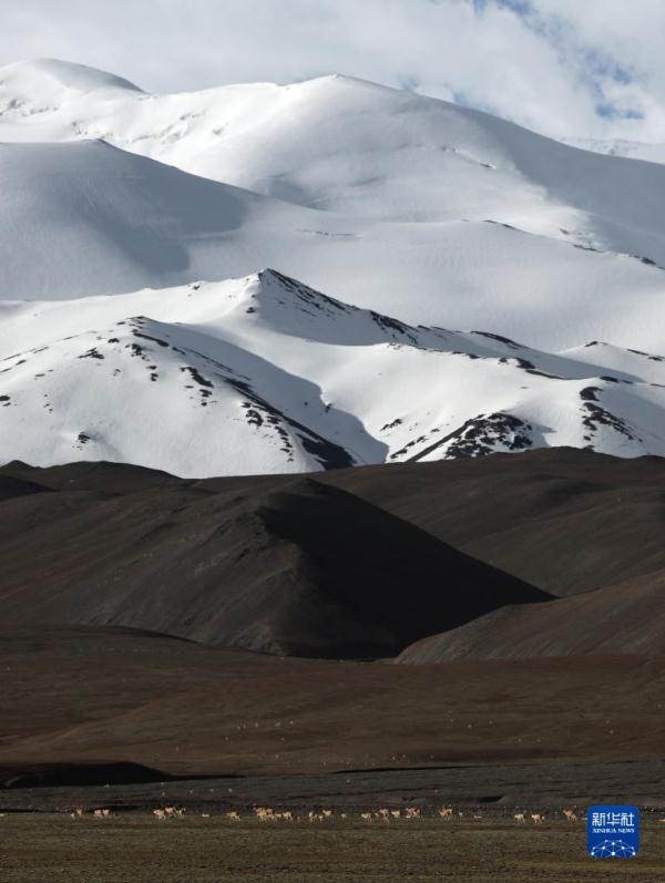 新疆阿尔金山国家级自然保护区藏羚羊进入产羔高峰 新疆阿尔金山国家级自然保护区藏羚羊进入产羔高峰