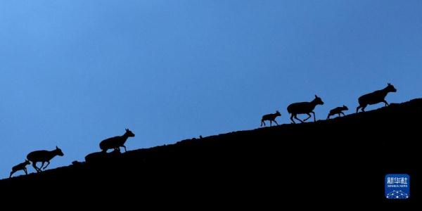 新疆阿尔金山国家级自然保护区藏羚羊进入产羔高峰 新疆阿尔金山国家级自然保护区藏羚羊进入产羔高峰