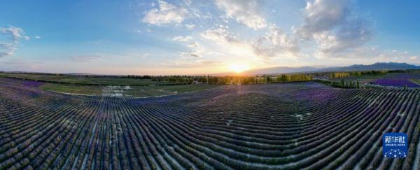 新疆:芬芳薰衣草助农增收 新疆:芬芳薰衣草助农增收