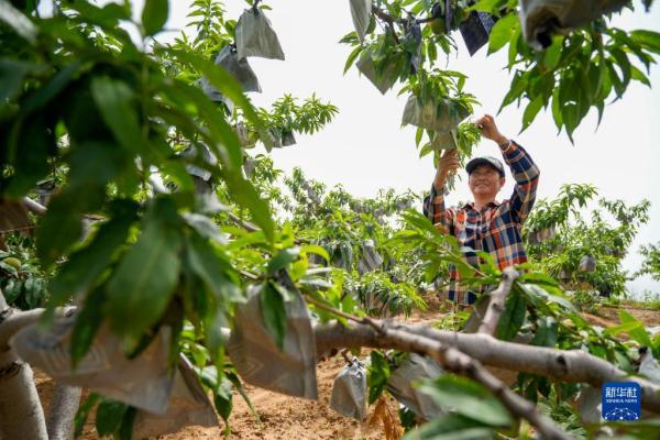 河北古冶：矿山复绿展新颜