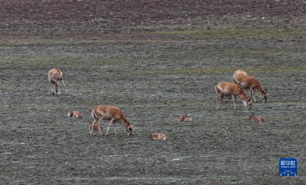 新疆阿尔金山国家级自然保护区藏羚羊进入产羔高峰 新疆阿尔金山国家级自然保护区藏羚羊进入产羔高峰