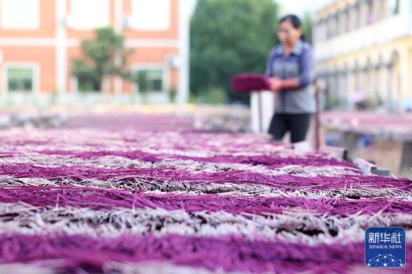 福建永春：晴天晒香忙