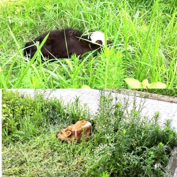 5楼住户养了7头牛  现场探访：保安24小时值守，不让牛儿进小区