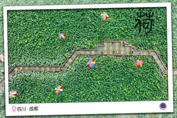 图说汉字｜送你一张“荷香”明信片