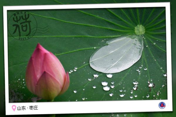 图说汉字｜送你一张“荷香”明信片