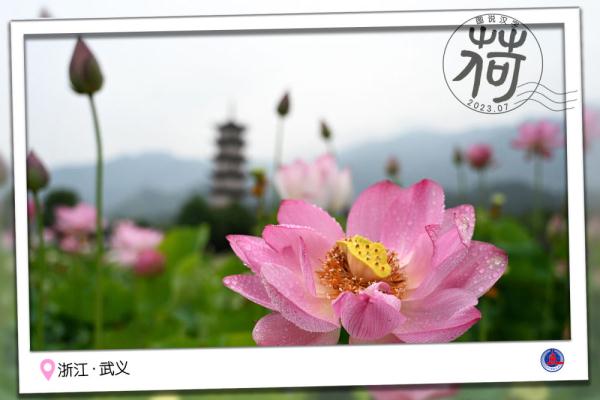 图说汉字｜送你一张“荷香”明信片