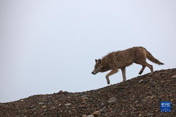 野性之美——阿尔金山国家级自然保护区野生动物图鉴