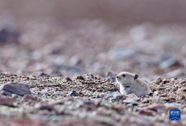 野性之美——阿尔金山国家级自然保护区野生动物图鉴
