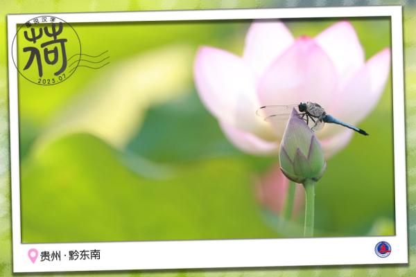 图说汉字｜送你一张“荷香”明信片