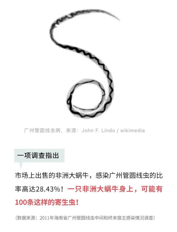 这种动物不能摸更不能吃！广东雨后街头特别多